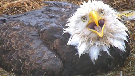 Decorah Eagle Cam